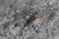 Grapholita janthinana