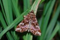 Callopistria juventina