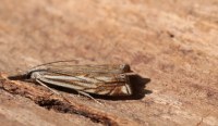 Crambus lathoniellus