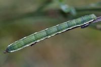 Chesias legatella