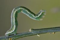 Chesias legatella