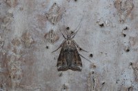 Cataclysta lemnata