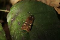 Cerastis leucographa