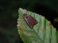 Conistra ligula