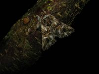 Calophasia lunula