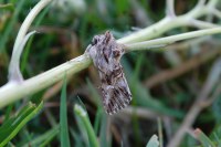Calophasia lunula