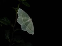 Campaea margaritaria