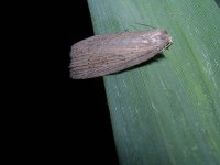 Chilodes maritima