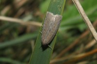 Chilodes maritima