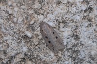 Chilodes maritima