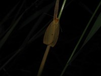 Cybosia mesomella