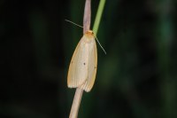 Cybosia mesomella