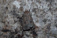 Caradrina morpheus