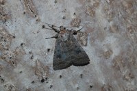 Caradrina morpheus