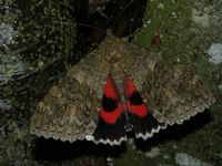 Catocala nupta