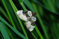 Cosmorhoe ocellata