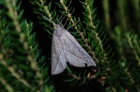 Compsoptera opacaria