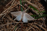 Compsoptera opacaria