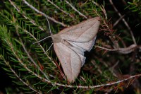 Compsoptera opacaria