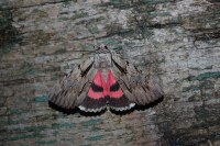 Catocala optata