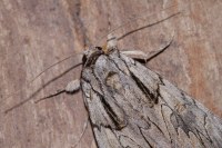 Catocala optata