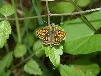 Carterocephalus palaemon