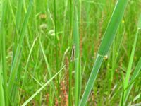 Crambus pascuella