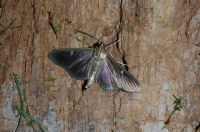 Cydalima perspectalis