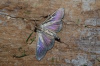 Cydalima perspectalis