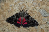 Catocala promissa