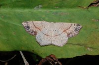 Cyclophora punctaria
