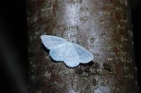 Cabera pusaria