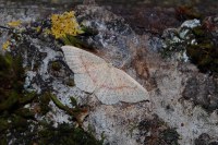 Cyclophora quercimontaria