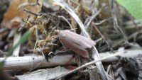 Celypha rosaceana