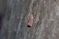 Celypha rosaceana