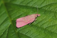 Celypha rosaceana