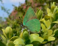 Callophrys rubi