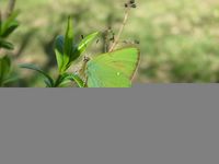 Callophrys rubi