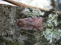 Cerastis rubricosa
