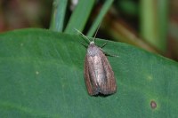 Coenobia rufa