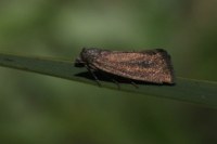Coenobia rufa