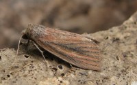 Coenobia rufa
