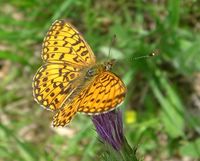 Boloria selene