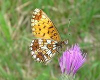 Boloria selene