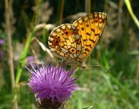 Boloria selene