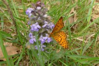 Boloria selene