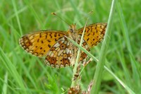 Boloria selene