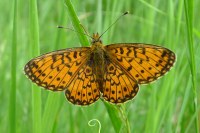 Boloria selene