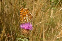 Boloria selene