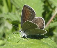 Cyaniris semiargus